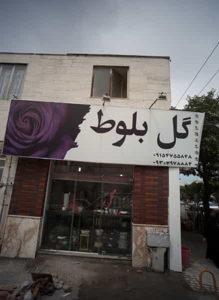 عکس گل بلوط در سمرقند مشهد