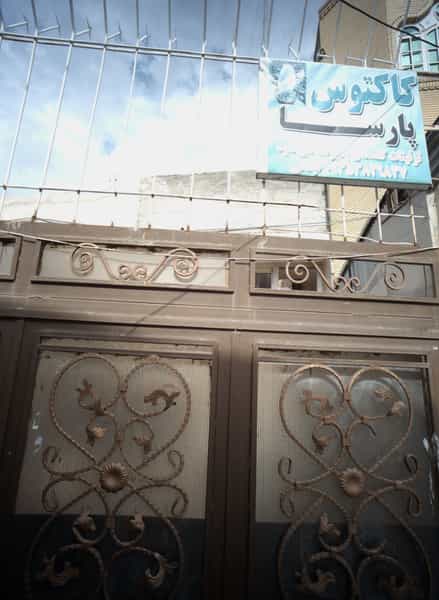 عکس کاکتوس پارسا در شهید مطهری مشهد