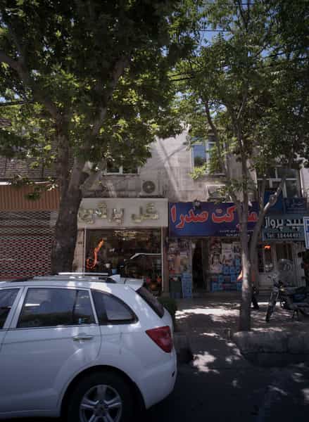 عکس گل پرشین در احمدآباد مشهد