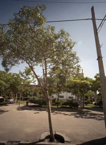 عکس ساندویچ رضوان در سرافرازان مشهد