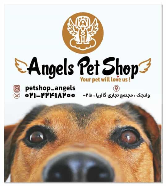 عکس پت شاپ انجلز Angels petshop در ولنجک تهران
