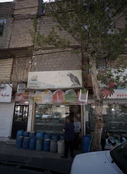 عکس فروشگاه پرنده آشیانه عشق وپت شاپ شعبه اصلی در خاک سفید تهران
