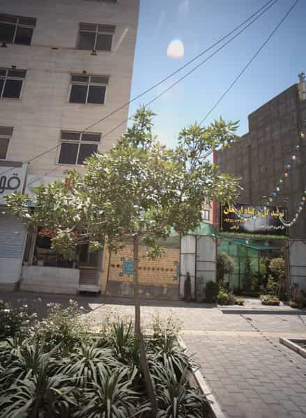 عکس تولید گل گیاه ارمغان در شهرآرا مشهد