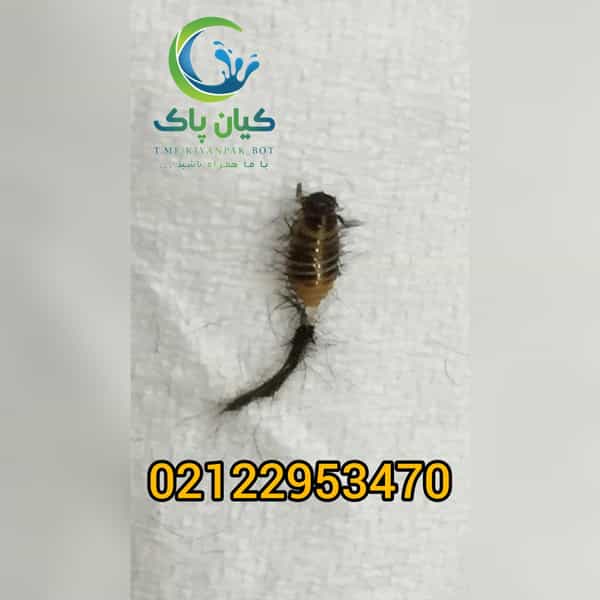 عکس سمپاشی کیان پاک شعبه غرب در تهرانسر غربی تهران