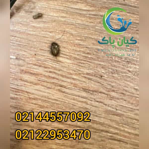 عکس سمپاشی کیان پاک شعبه غرب در تهرانسر غربی تهران