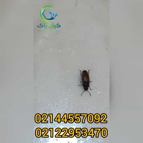 عکس سمپاشی کیان پاک شعبه غرب در تهرانسر غربی تهران