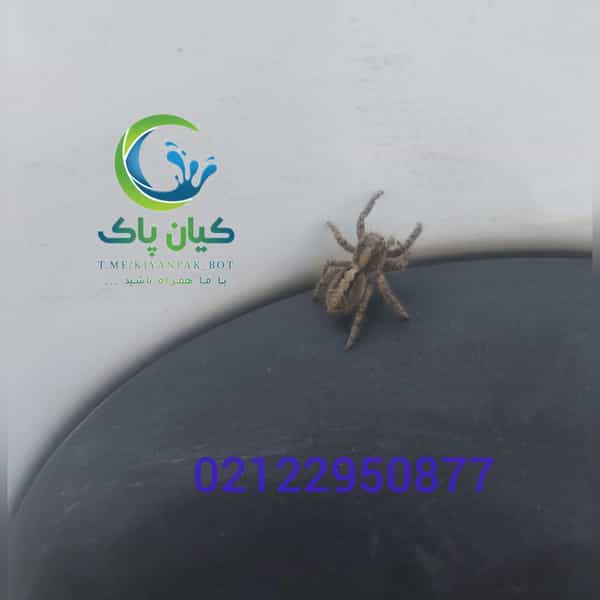 عکس سمپاشی کیان پاک شعبه غرب در تهرانسر غربی تهران