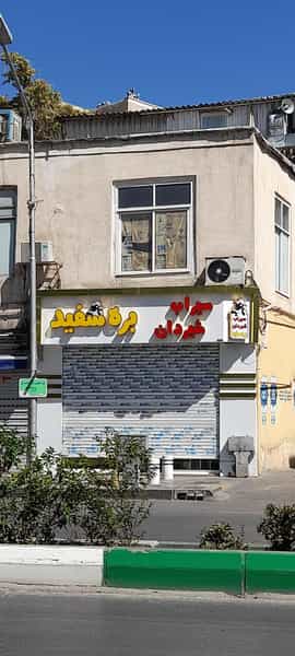 عکس سیراب شیردان بره سفید در جنت مشهد