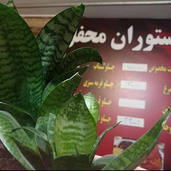 عکس کترینگ و رستوران محفل در شفا مشهد