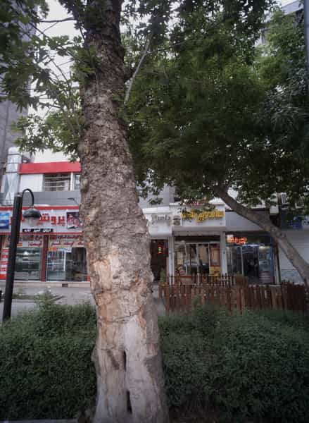 عکس ساندویچ لقمه در ده دی مشهد