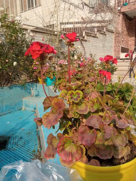 عکس کافه چی در ولیعصر 