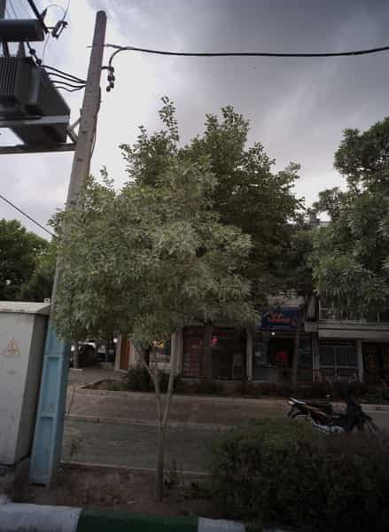 عکس نان سنگک در کارگران مشهد