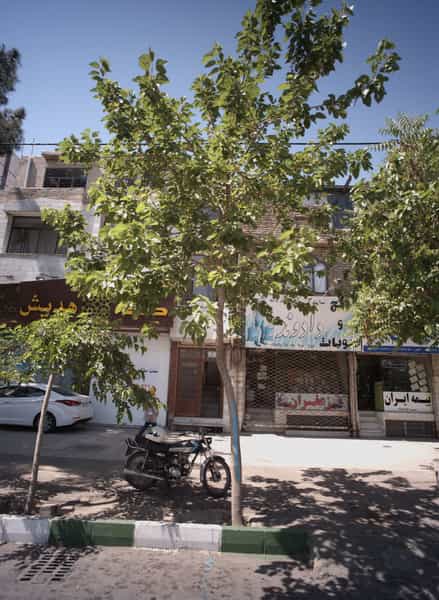 عکس فروشگاه برنج و حبوبات دادوند در رضاشهر مشهد