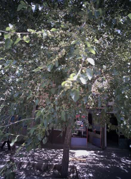 عکس خیاط پالتار در محمد آباد مشهد