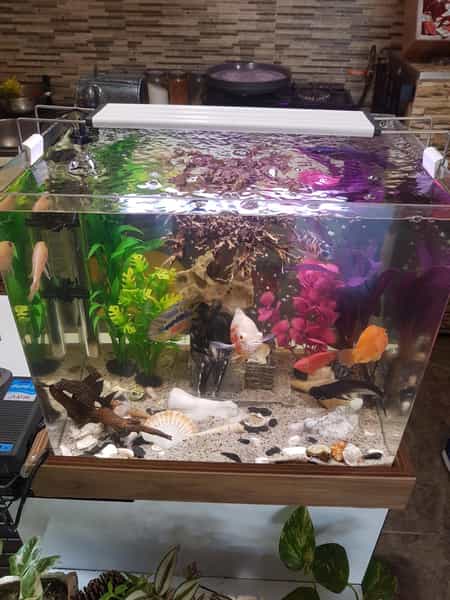 عکس ساندویچی سعید در امام خمینی لاهیجان