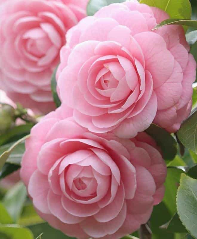 عکس گیاهان دارویی عطاری پردیس چهاراه عامل و مطهری ش ۷