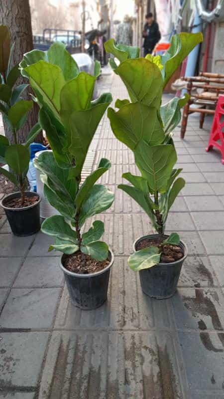 عکس گلکده صابر