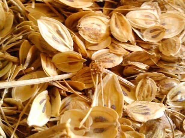 عکس پخش خشکبار و عطاری برادران برنا و محمدی در رضاییه مشهد