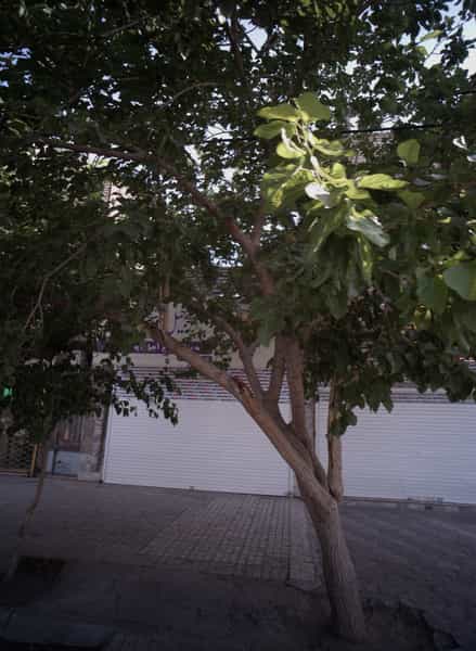 عکس فروشگاه آجیل و خشکبار در ایثارگران مشهد