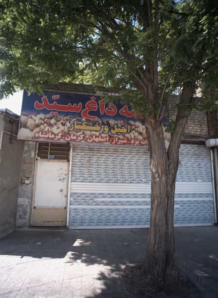 عکس تخمه داغ سید در حسین آباد مشهد