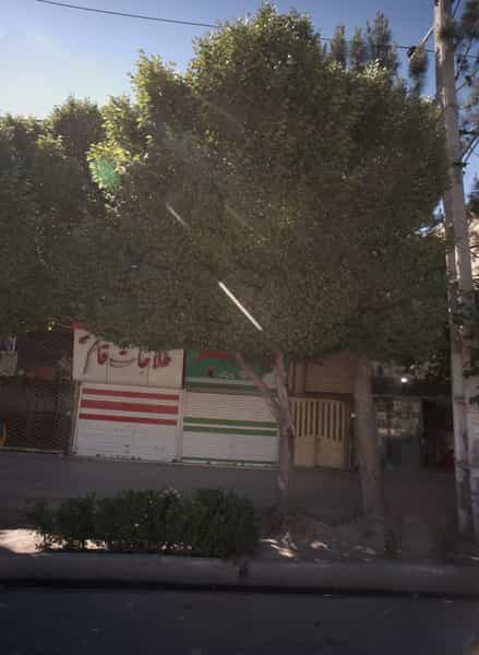 عکس طلاجات قائم عج در پنجتن آل عبا مشهد