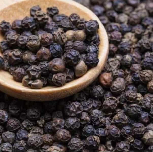 عکس داروگیاهی ابن سینا در ابوریحان تبریز