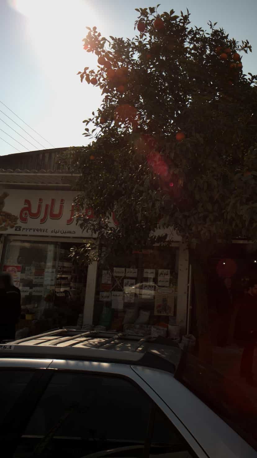 عکس بهار نارنج در حکیم آباد بابل