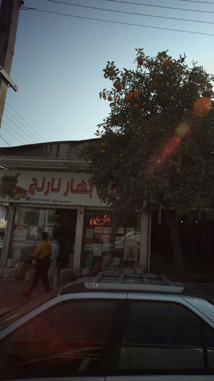 عکس بهار نارنج در حکیم آباد بابل