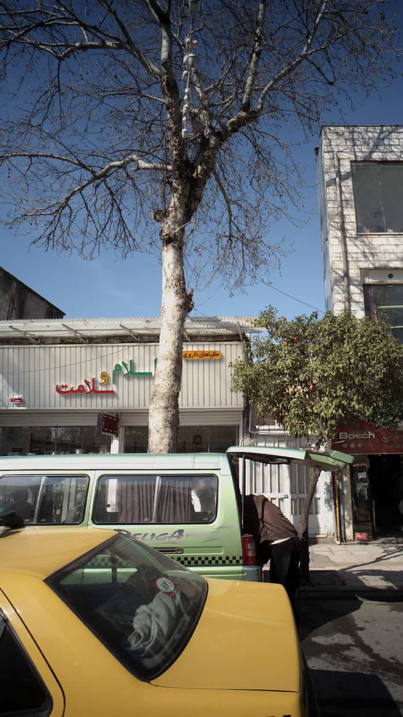 عکس گیاهان دارویی اسلام و سلامت در اصفهانی ساری