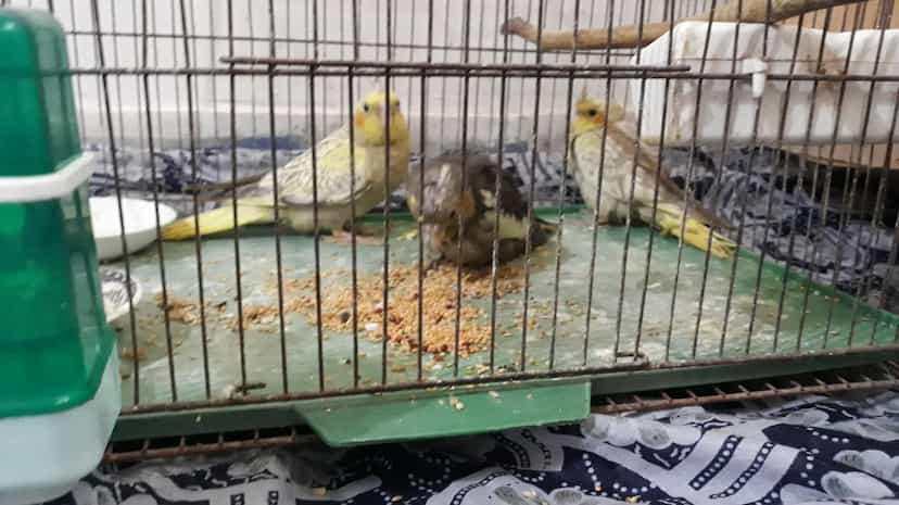 عکس پرنده فروشی موسوی در آج بیشه رشت