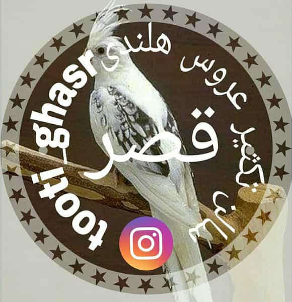عکس طوطی عروس قصر در آج بیشه رشت