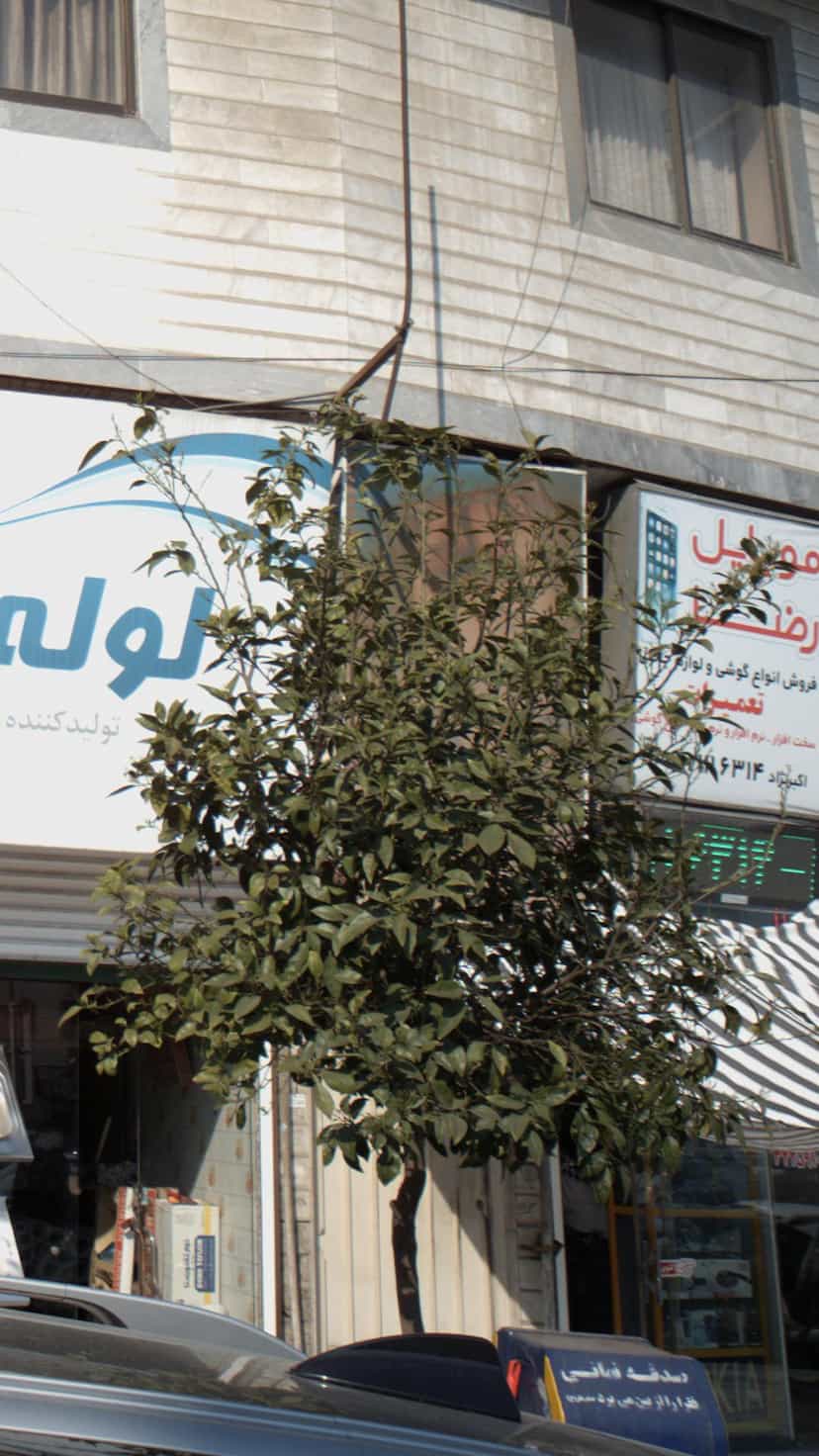 عکس موبایل رضا در مراد بیگ بابل