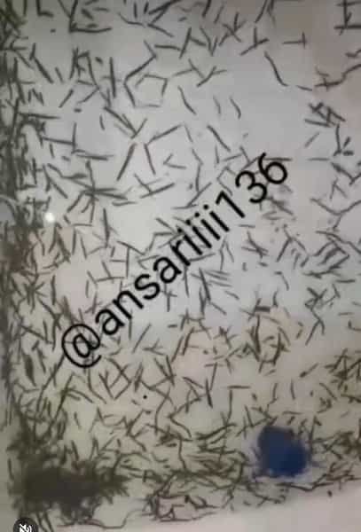 عکس مرکز پرورش تکثیر زالو طبی انصاری در درب سرخاب تبریز