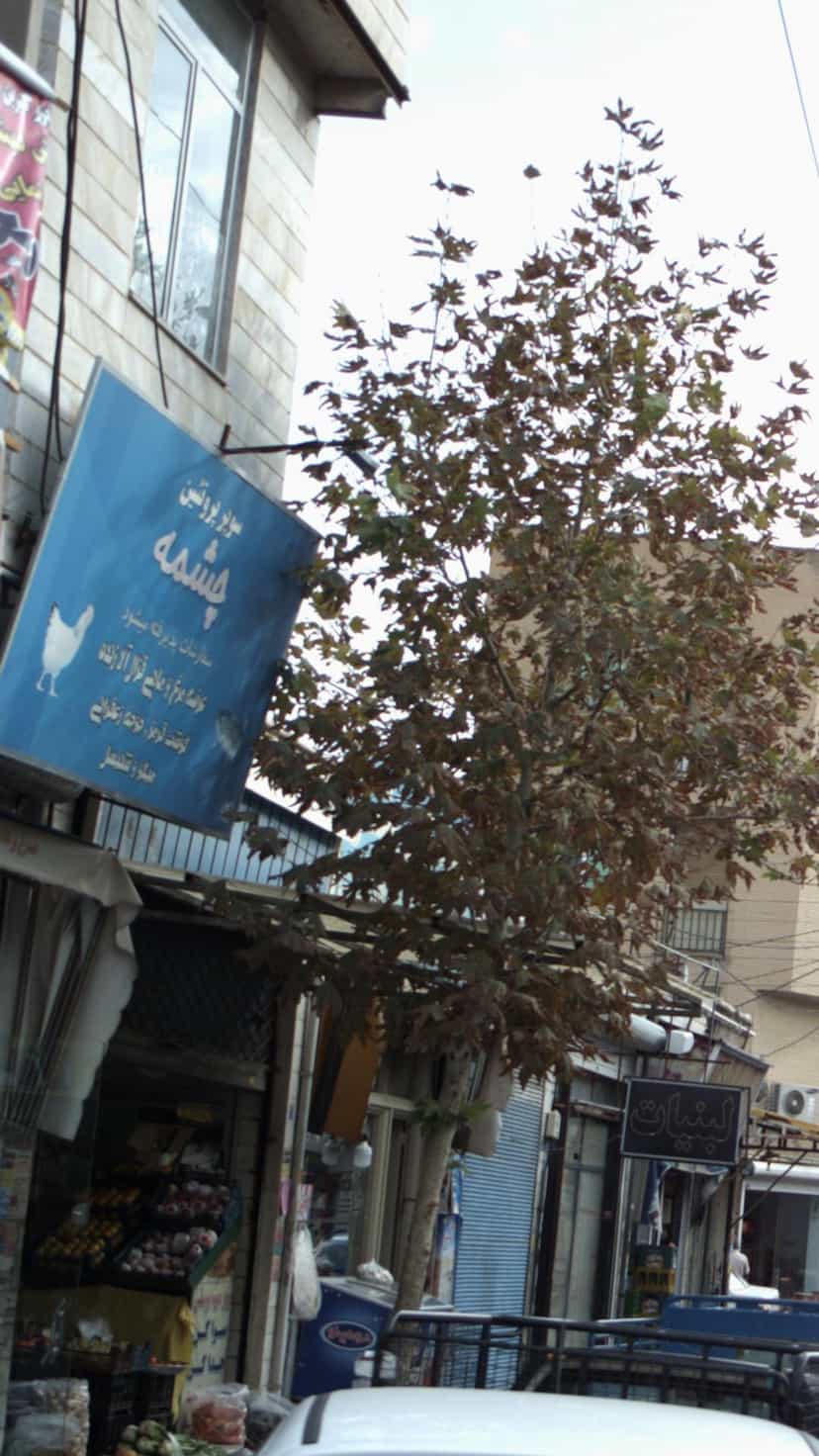 عکس سوپر پروتئین چشمه در فاز ۱ اندیشه شهریار