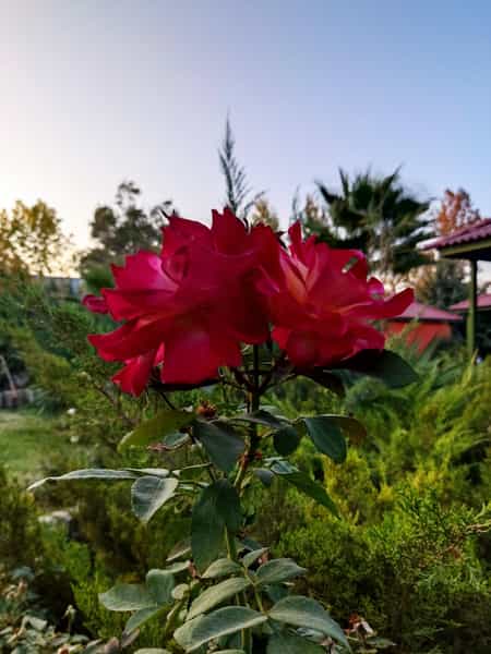 عکس باغ خانواده شهرک ایثار شیراز