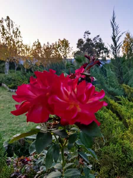 عکس باغ خانواده شهرک ایثار شیراز