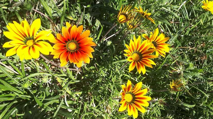 عکس بوستان کودک در امامشهر یزد