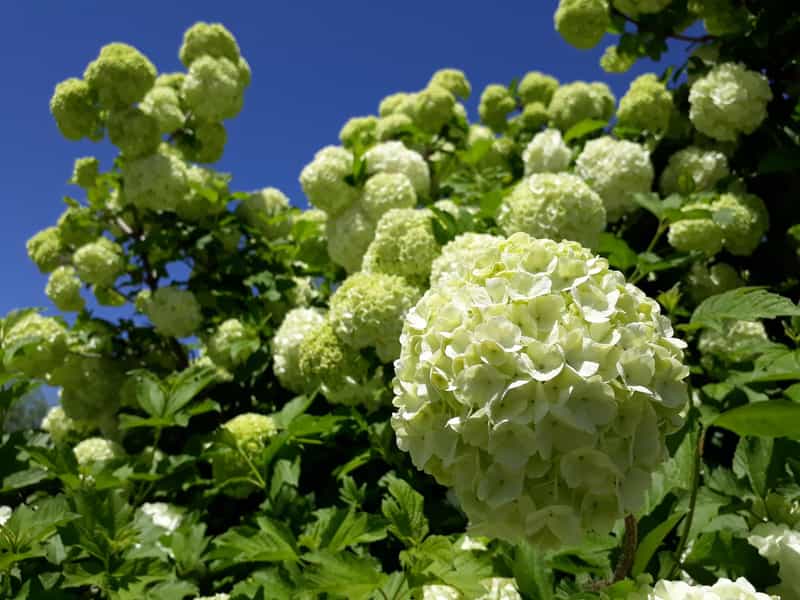 عکس بوستان شبدیز شهرک تیمسار نجفی کرمانشاه