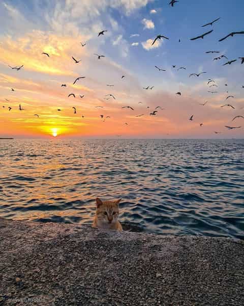 عکس پارک مرجان منطقه نظامی بوشهر