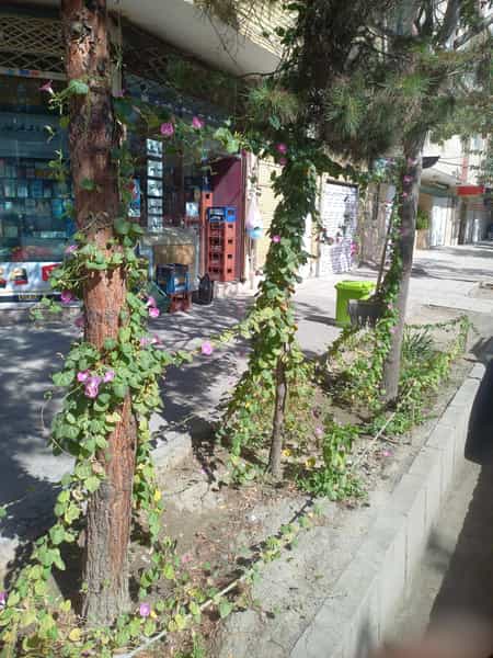 عکس ثامن مارکت در حضرت ابوطالب مشهد