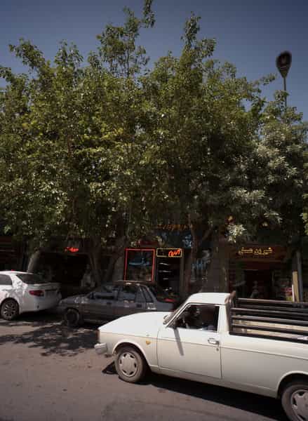 عکس شیرین عسل در سعد آباد مشهد
