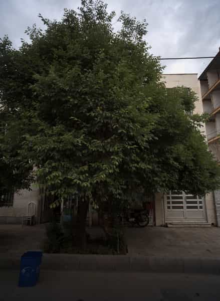 عکس سوپر مارکت در فلسطین مشهد