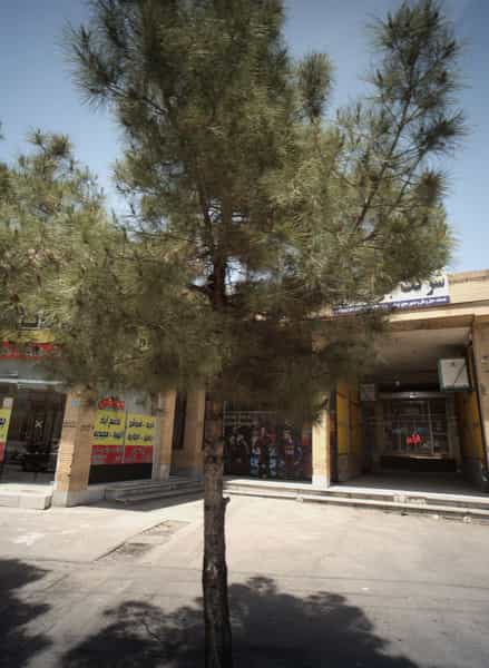 عکس فیلم و دی وی دی در شاهد مشهد