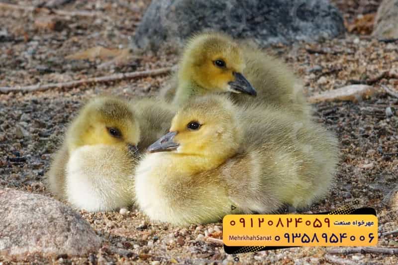 عکس فروش ویژه جوجه غاز