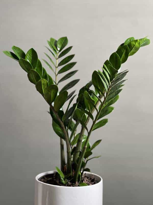 عکس گلفروشی گیاکادو