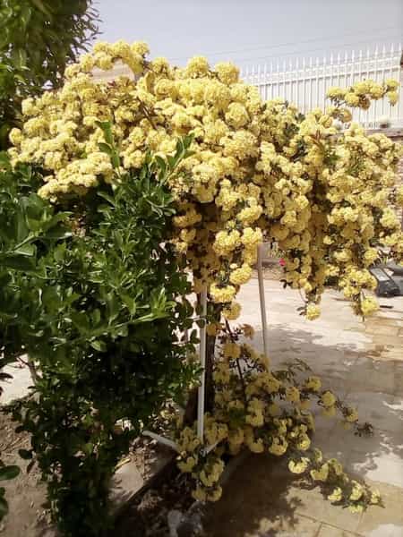 عکس رستوران پاداش شهرک فرهنگیان کاشان