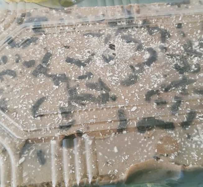 عکس تولیدی بستنی محمدی شهرک صنعتی نیشابور