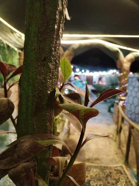 عکس باغ رستوران سنتی عمارت در مستتو تربت حیدریه