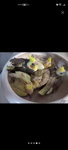 عکس رستوران لیلان در صیاد شیرازی شاهین‌شهر