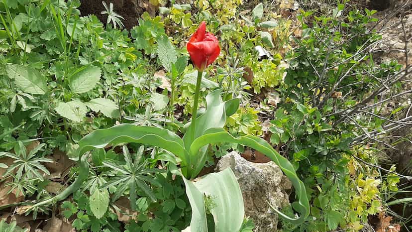 عکس پارک شنه در شهر مریوان